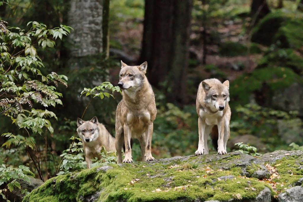 Ferienwohnung Im Landhaus Am Nationalpark Ludwigsthal Zewnętrze zdjęcie
