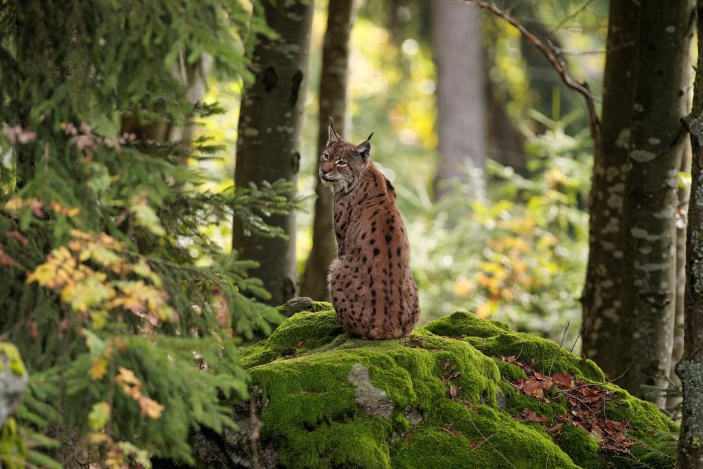 Ferienwohnung Im Landhaus Am Nationalpark Ludwigsthal Zewnętrze zdjęcie
